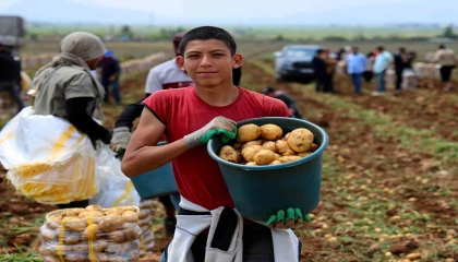 Adanada patates hasadı başladı, tarlada kilogramı 22-24 lira
