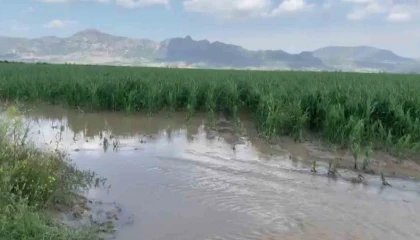 Adanada şiddetli yağmur ve dolu, tarım ürünlerine zarar verdi