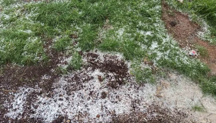 Afşinde dolu tarım arazilerine zarar verdi
