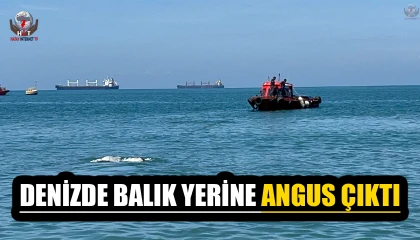 Akdenizde kameralara balık değil angus yakalandı