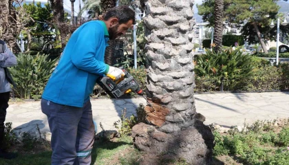 Alanyada hurma ağaçlarına endoterapiyle uzun süreli koruma yapıldı