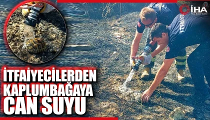 Alevlerin arasında kalan kaplumbağaya can suyu