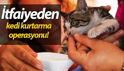 Alevlerin arasında mahsur kalan yavru kedileri miyavlamaları hayata tutundurdu