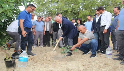 ALTSO keçiboynuzunun tescilini aldı, 3 bin fidan dağıttı