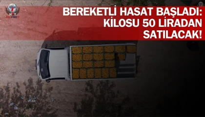 Amik Ovasında bereketli kayısı hasadı başladı