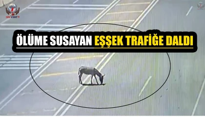 Ana yola çıkarak trafiği tehlikeye düşüren eşek koruma altına alındı