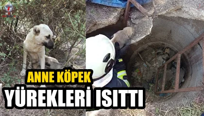 Anne köpeğin kuyuya düşen yavrularına kavuşması yürekleri ısıttı