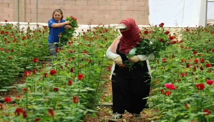 Anneler Günü öncesi gülde dikkat çeken fiyat marjı: Bahçede 5, çiçek sitelerinde 80-100 TL