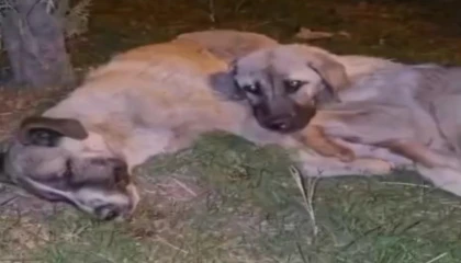 Annesi ölen yavru köpek sahipsiz kalmadı