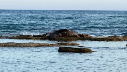Antalyada denizin ortasında inek leşi görenler gözlerine inanamadı