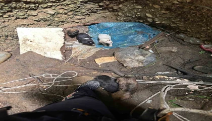 Antalyada kuyuya düşen 7 yavru köpeği itfaiye kurtardı