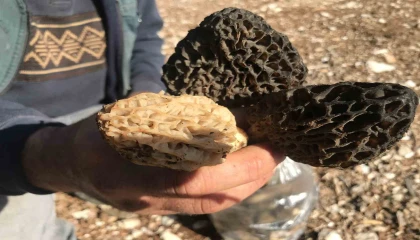 Antalyada kuzugöbeği mantarı sezonu başladı