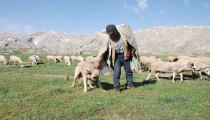 Antalyada Yörüklerin yayla serüvenleri başladı