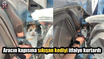 Aracın kapısına sıkışan kediyi itfaiye kurtardı