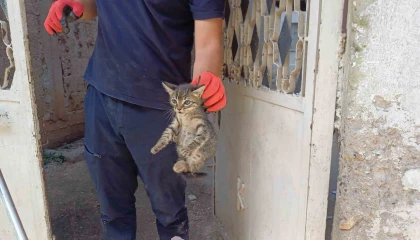 Aracın motoruna sıkışan yavru kedi kurtarıldı