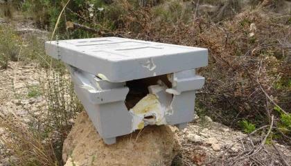 Arılara taşlı saldırı: Güvenlik kamerası o anları kaydetti