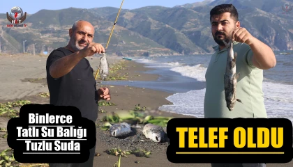 Aşırı yağışla birlikte denize sürüklenen binlerce tatlı su balığı, tuzlu suda telef oldu