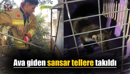 Ava giden sansar tellere takıldı