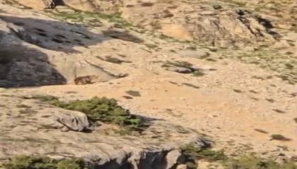 Ayı gören çoban kurt gibi uludu