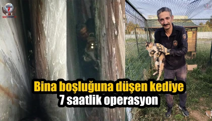 Bina boşluğuna düşen kedi, 7 saatlik operasyonla kurtarıldı