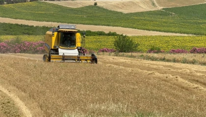 Buğday hasadı sürüyor: Bu sezon verim düşük
