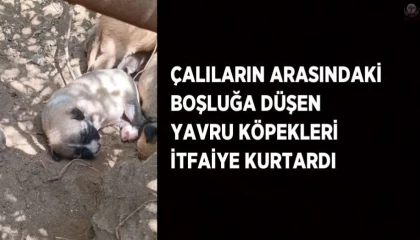 Çalıların arasındaki boşluğa düşen yavru köpekleri itfaiye kurtardı