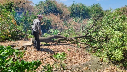 Çiftçiler yeniden üretebilmek için don afetinde kuruyan narenciye ağaçlarını kesmeye başladı