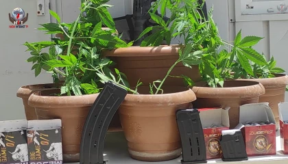 Defnede saksı içerisine ekili 19 kök Hint keneviri bitkisi ele geçirildi