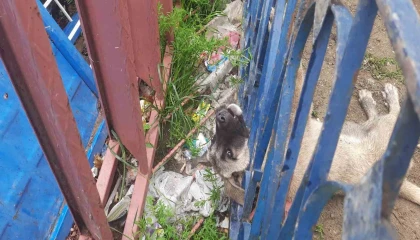 Demir korkuluklara sıkışan köpeği itfaiye ekipleri kurtardı