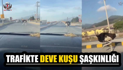 Deve kuşunu trafikte gören vatandaşın şaşkınlık yaşadığı anlar gülümsetti