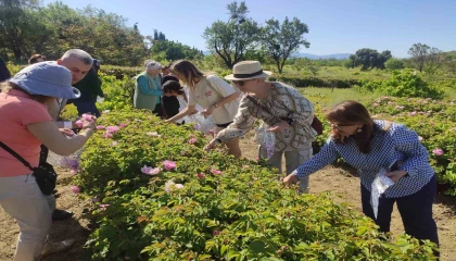 Don nedeniyle gül rekoltesi yüzde 35 azalan Isparta, telafiyi değer artışıyla hedefliyor