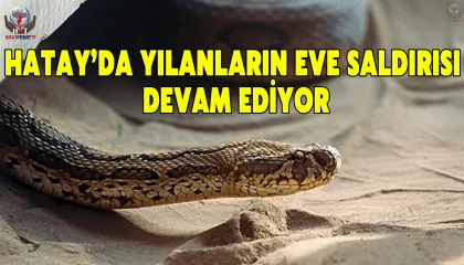 Dörtyolda eve yılan girdi