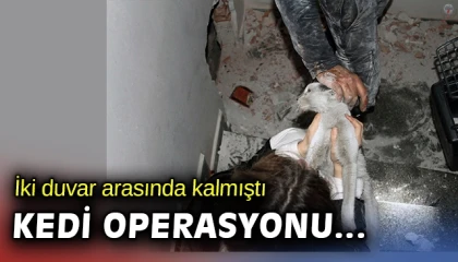 Duvar arasında mahsur kalan kedi, duvarın kırılmasıyla kurtarıldı