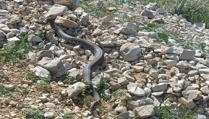 Engerek yılanı Kahramanmaraşta da görüntülendi
