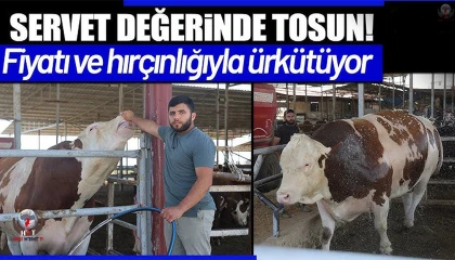 Fiyatı ve hırçınlığıyla ürküten bin 400 kiloluk devasa tosun servet değerindeki fiyatıyla alıcısını bekliyor