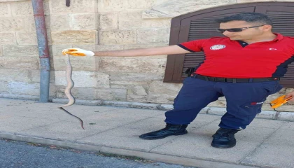 Hastane bahçesinde yılan yakalandı