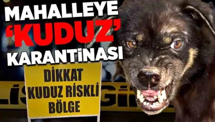 Hatayda 4 mahallede kuduz karantinası