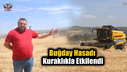 Hatay'da Buğday Hasadı Kuraklıkla Etkilendi