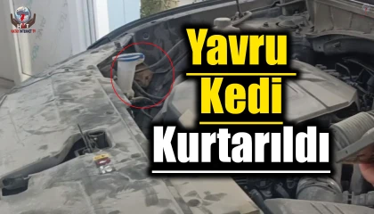 Hatay'da Yavru Kedi Tehlikeden Kurtarıldı