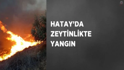Hatayda zeytinlikte yangın