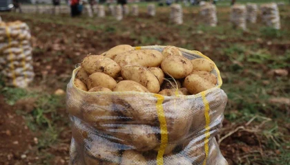 Hepsi geri gönderildi: Yurt dışından gelen 2 bin tondan fazla patates virüslü çıktı