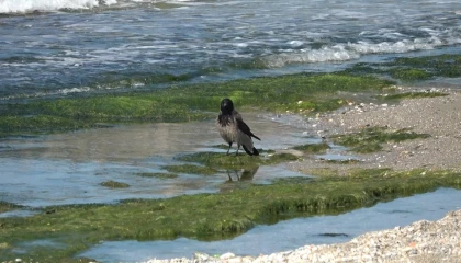 Hırsız karganın balık ziyafeti güldürdü