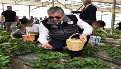 Huzurevinde kalan büyükler ve koruma altındaki çocuklar, çilek hasadı yaptı