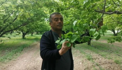 Ispartada don kayısı üreticilerini zarara uğrattı