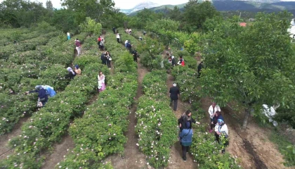 Ispartada gül hasadı, festival coşkusunu doruklara taşıdı