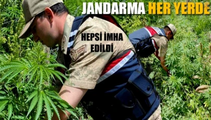 Jandarmadan kenevir serasına operasyon