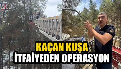 Kafesinden kaçan muhabbet kuşunu itfaiye yakaladı