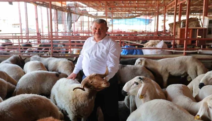 Kahramanmaraşta kurbanlık fiyatı birçok ilden ucuz: Kilosu 250 ile 295 TL arasında