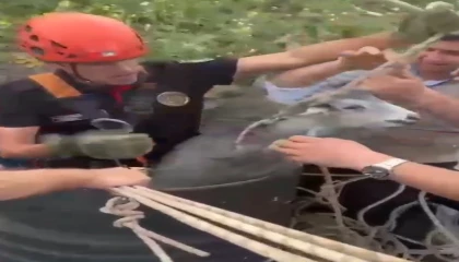 Kahramanmaraşta kuyuya düşen keçi kurtarıldı