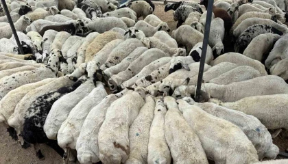 Karnı şiş kurbanlıklara dikkat: Yeme karıştırılan tuz ve sumak koyunları şişkin gösteriyor